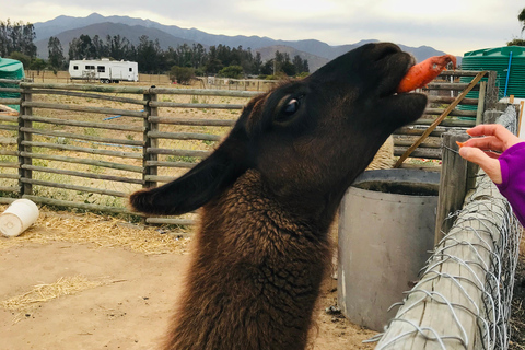 Santiago: Valparaíso + Boat + Viña del Mar + Tasting at Boutique Winery Santiago: Valparaíso + Boat + Viña del Mar + Tasting at Viña Boutique