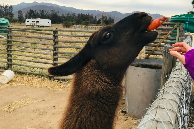 Santiago: Valparaíso + Boat + Viña del Mar + Tasting at Boutique Winery Santiago: Valparaíso + Boat + Viña del Mar + Tasting at Viña Boutique
