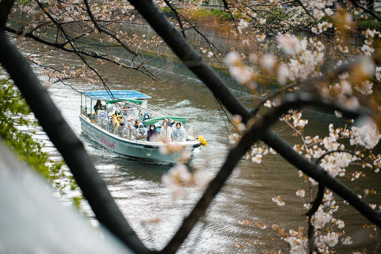 Tokyo Cherry Blossom Walking Tour & Hanami Experience