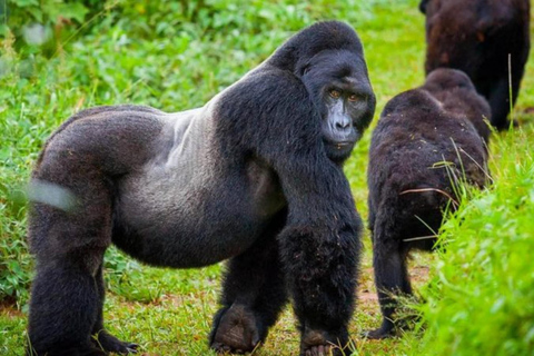 Excursion d&#039;une journée à Gorilla Trekking avec déjeuner