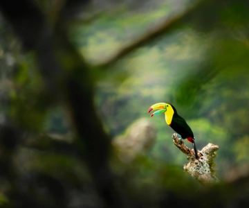 Monteverde Cloud Forest: Curicancha Reserve Nature Tour