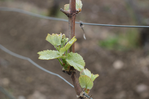 Reims: Vineyard tour and tasting of Grands Crus champagnes Reims: Visit the vineyards and taste Grands Crus Champagne