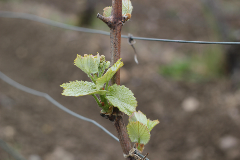 Reims: Vineyard tour and tasting of Grands Crus champagnes Reims: Visit the vineyards and taste Grands Crus Champagne