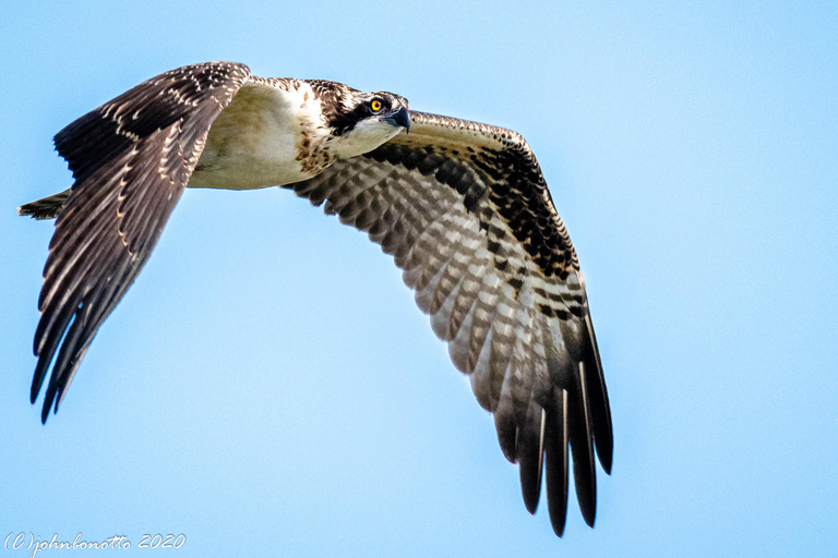 Orlando Bird Nerd Tour: Birding Kayak Tour Orlando Bird Nerd Tour: Long Birding Kayak Tour