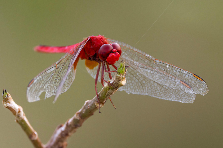 Colombo: Bird watching around Colombo-Guided Tour - 06 hours