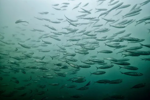 Descobre o mergulho - Mergulha imediatamente!