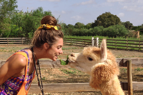 Felanitx, Mallorca: Alpacas Close-Up Experience