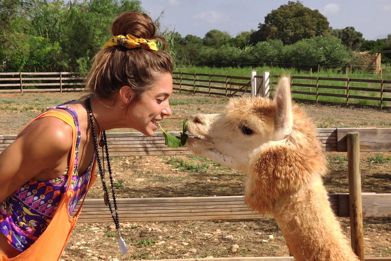 Felanitx, Mallorca: Experiência de perto com alpacas