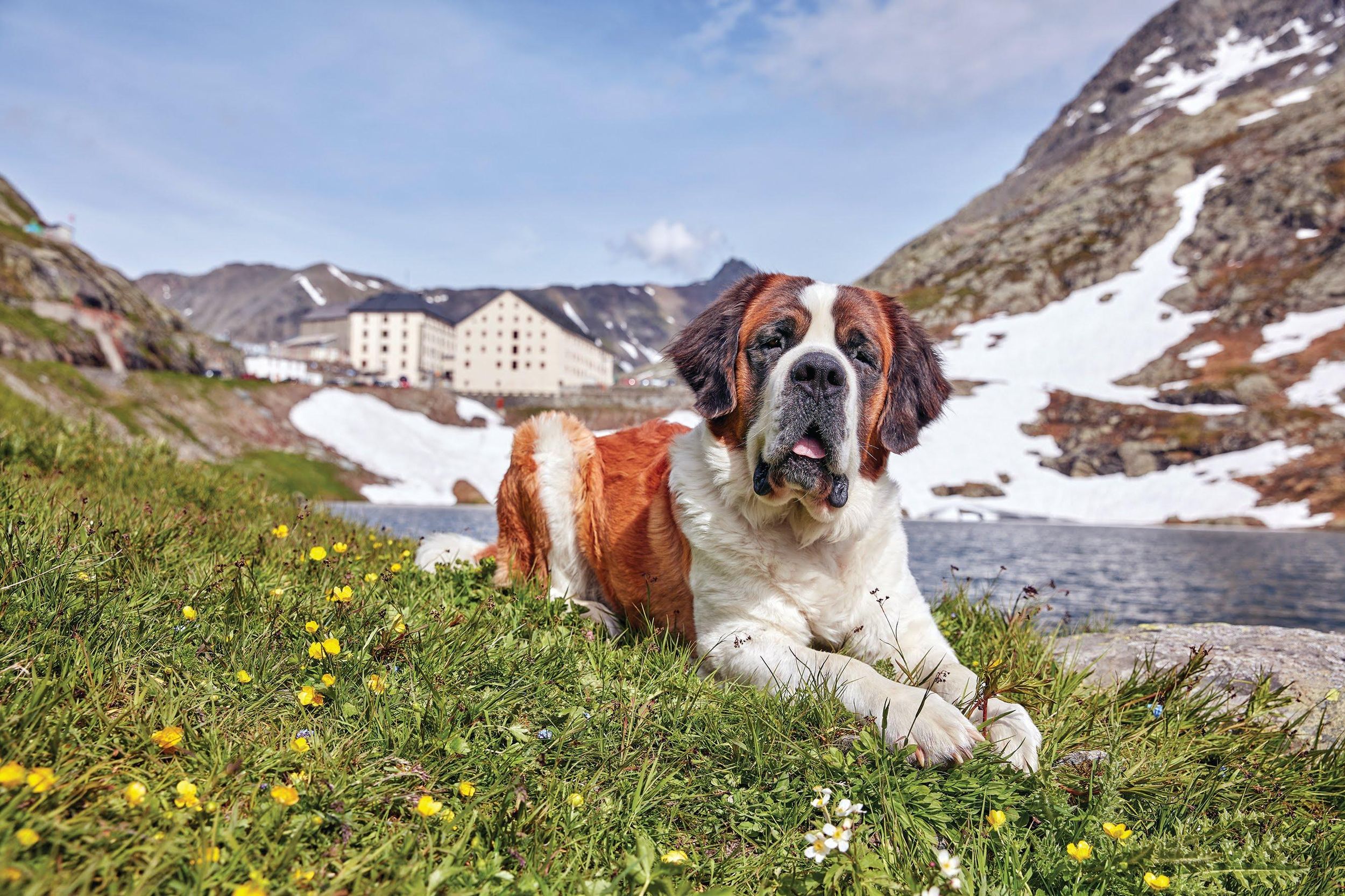 Martigny: Private Bergkloster- & Hundetour mit Roger
