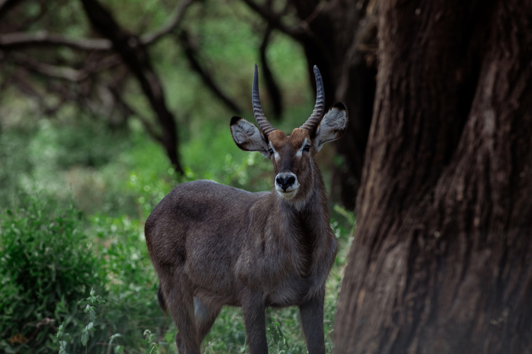 Arusha: Arusha National Park Game Drive – Wildlife & Culture