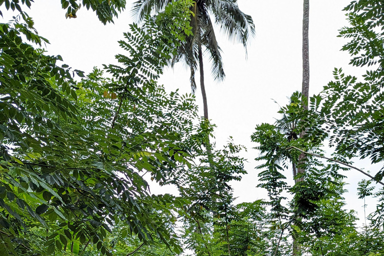 Zanzíbar: Paraísos de África Visitas Guiadas CompletasVisita a la Granja de Especias y al Pueblo, Paseos por la Isla de la Prisión y la Ciudad de Piedra