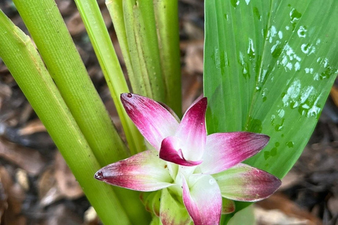 Lushoto: lekcja gotowania i lokalne tańceWycieczka prywatna bez transportu powrotnego do hotelu
