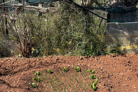 Kalamata: Farm-to-Table Experience with Cooking