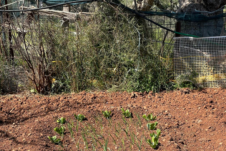 Kalamata: Farm-to-Table Experience with Cooking