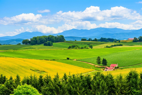 Summer Hokkaido: Furano lavender, Blue Pond,Shikisai-no-Oka 7:50 am meet at Odori Park subway station exit 31