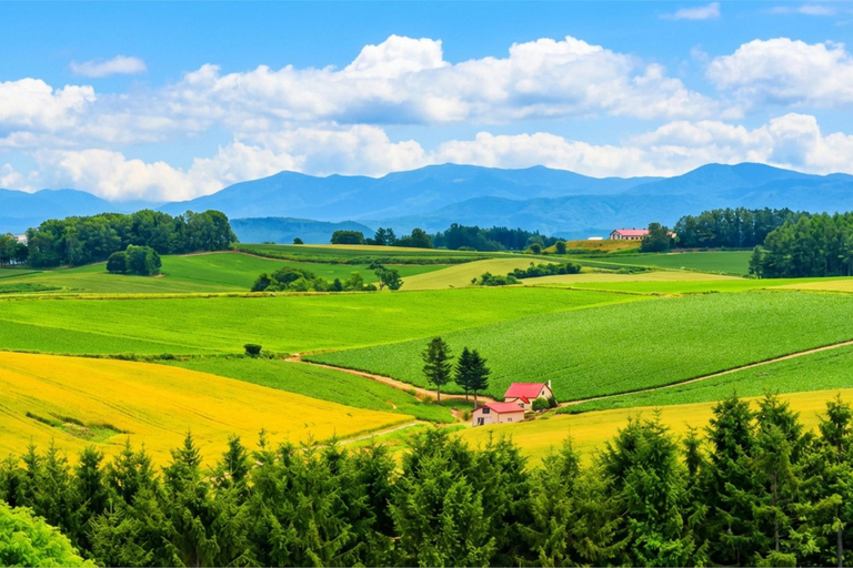 Summer Hokkaido: Furano lavender, Blue Pond,Shikisai-no-Oka 7:50 am meet at Odori Park subway station exit 31