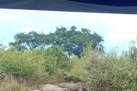 Eswatini: Rhino Walk in Hlane Royal National Park