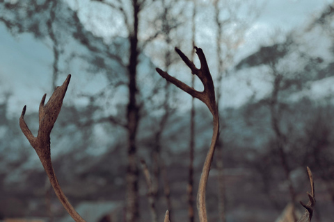 Reindeer Feeding and Sami Culture with Lunch in Autumn Tromsø: Reindeer Feeding and Sami Culture in Autumn
