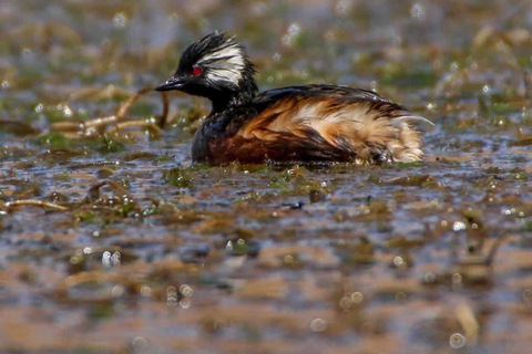 Cusco: Huacarpay Wetlands Birdwatching Tour with Guide