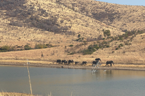One day Kruger National Park tour: Start at Johannesburg