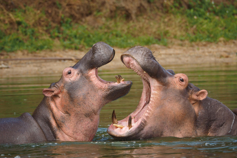 Uganda: 8-Day Wildlife Safari With Chimps & Gorilla Tracking