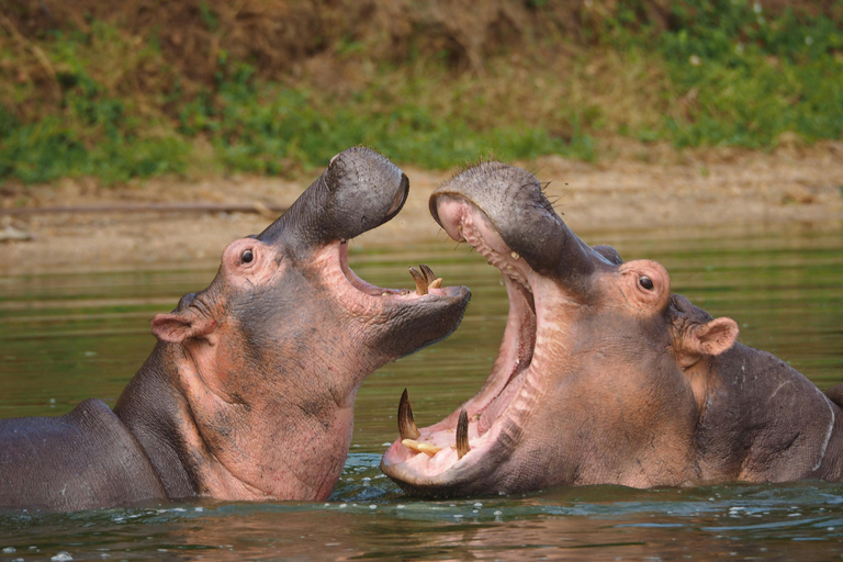 Uganda: 8-Day Wildlife Safari With Chimps & Gorilla Tracking