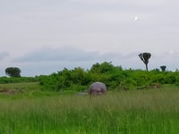 3 giorni Bwindi Gorilla Trekking e Batwa Experience - Housity