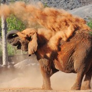 Oasis Wildlife Fuerteventura y paseo en camello opcional