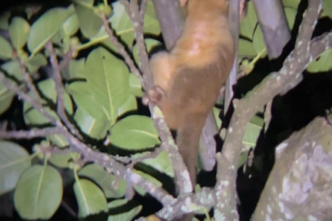 Visite nocturne de La Carpintera : La faune nocturne de San José