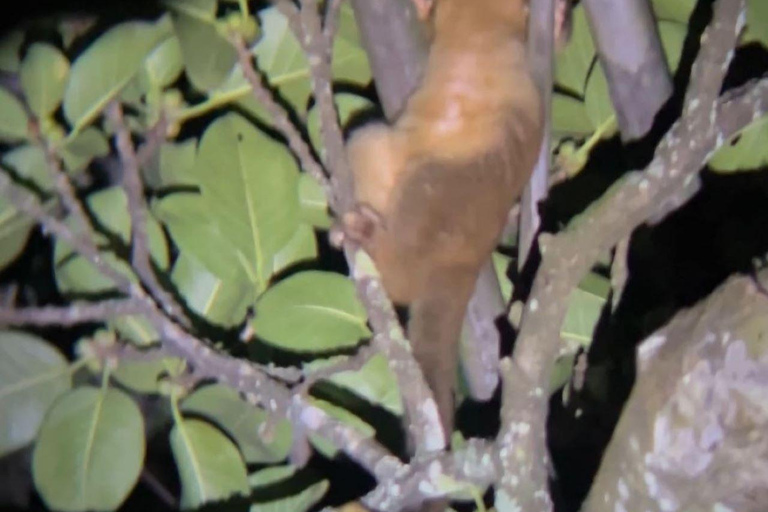 Visite nocturne de La Carpintera : La faune nocturne de San José