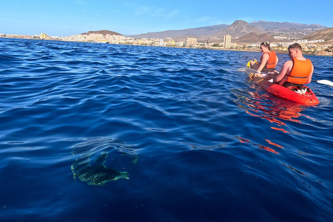 Tenerife: Kayak & Snorkeling Tour - Small Groups