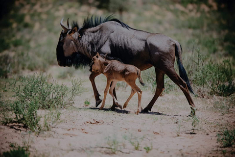 A viagem dos gnus