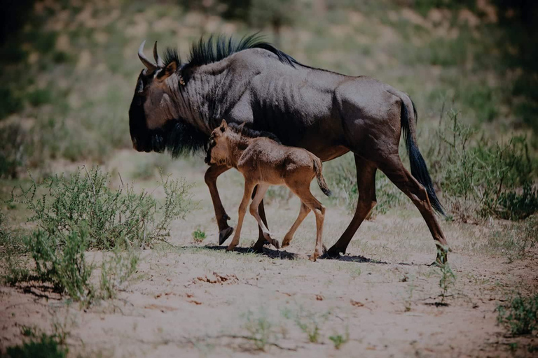 Die Reise der Wildebeest