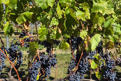 4-Hour Private Tour of Île d’Orleans. Discover local flavors. Licensed guide 4-hour private tour of Île d'Orléans. Discover local flavors. Certified guide