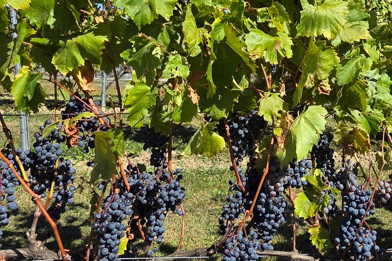 4-Hour Private Tour of Île d’Orleans. Discover local flavors. Licensed guide 4-hour private tour of Île d'Orléans. Discover local flavors. Certified guide