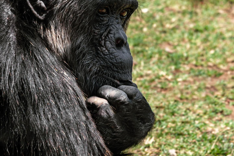 From Nairobi: Ol Pejeta Conservancy Day Trip