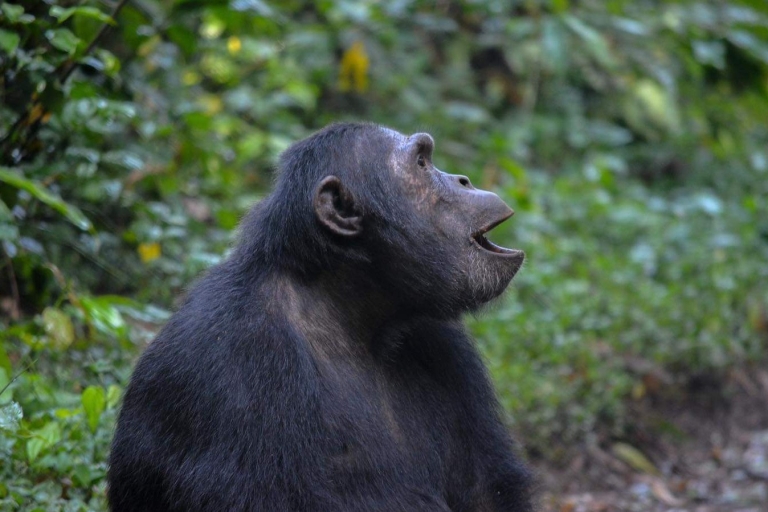 5 Tage Uganda Gorilla und Schimpansen Safari