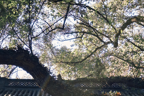 From Shanghai: West Lake & Longjing Tea Village Private Tour