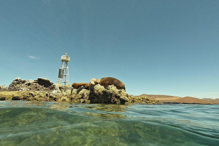 Espiritu Santo Island Tour with Sea Lion Snorkeling