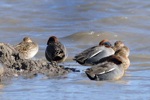Camargue: Electric Safari with Guide in a private reserve