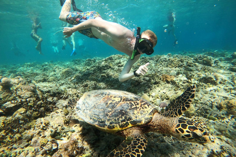 Gili Air : Snorkelen zwemmen met schildpad &amp; standbeeld