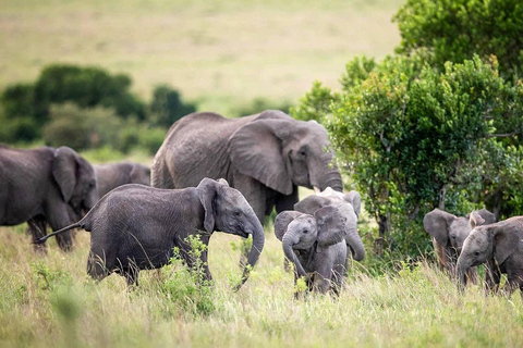 Nairobi: 3Days Maasai Mara Group Tour with 4X4 Jeep Safari