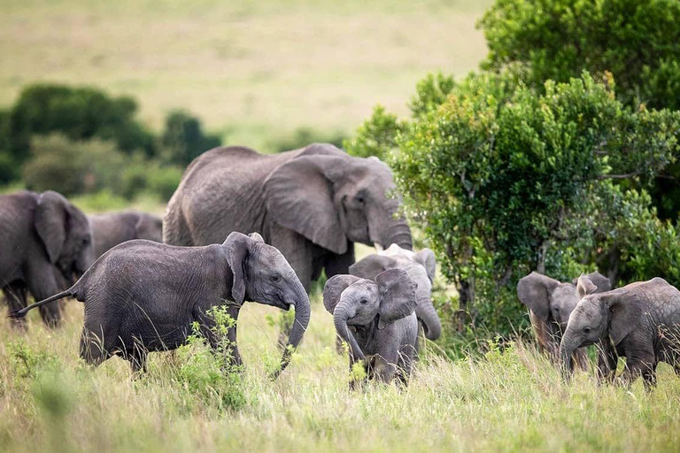 Nairobi: 3Days Maasai Mara Group Tour with 4X4 Jeep Safari