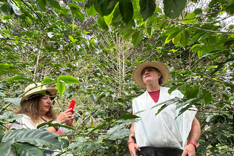 From Medellín: Coffee Farm Hiking & Exotic Fruit Marketplace