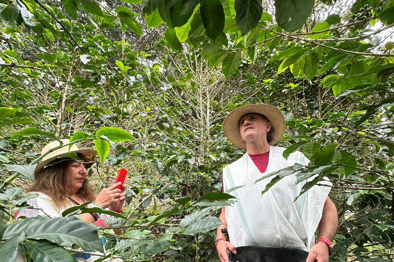 From Medellín: Coffee Farm Hiking & Exotic Fruit Marketplace