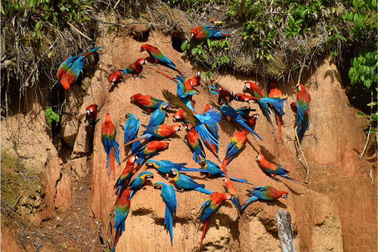 Tambopata and Chuncho Macaw Clay Lick: 4-Day