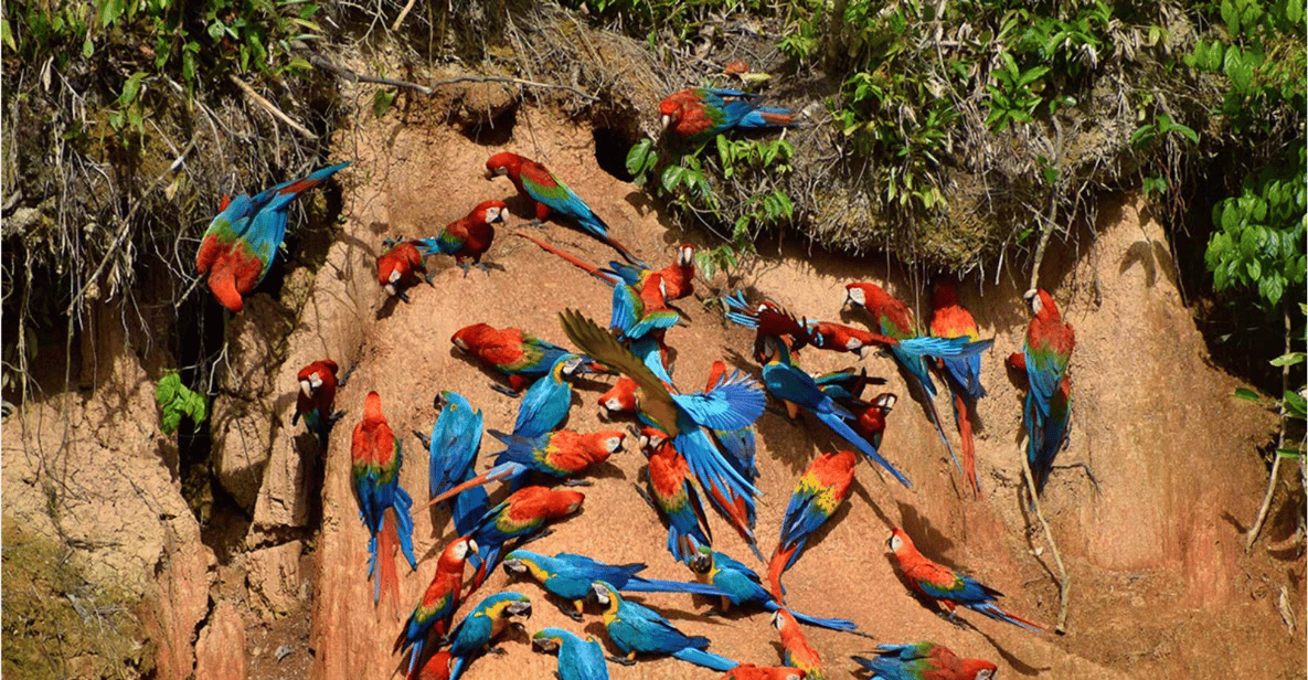 Tambopata Macaw Clay Lick: 6-Day Amazon Adventure | GetYourGuide