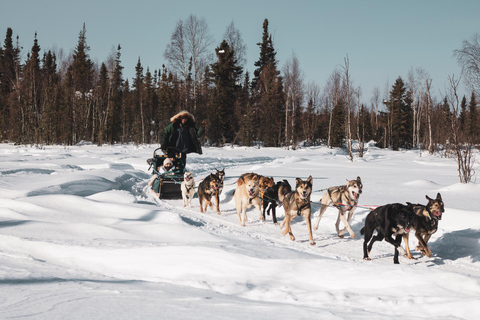 Fairbanks: 1.5-Hour Mush on the Historic Yukon Quest Trail Fairbanks: Interactive Day Mushing Adventure Tour