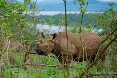 Akagera National Park: Game Drive with Optional Transfers