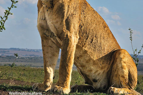 Nairobi National Park Half-Day Guided Safari (4–5 Hours) Nairobi National Park Half-Day Shared Guided Safari